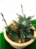 Gasteria maculata 